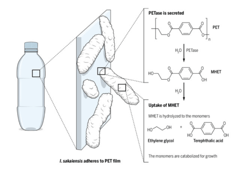 PET nedbrydende bakterier- princip