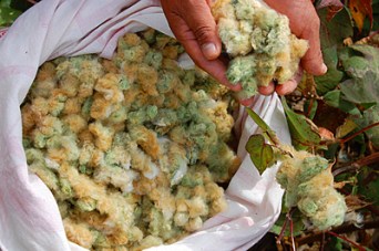 Pakucho Green Cotton site pic