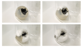 fungi mutarium-forløb